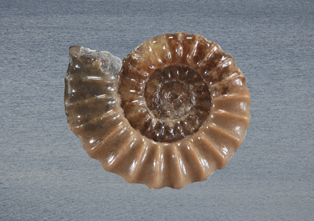 Collage eines Ammoniten mit einer Wasseroberfläche (Foto: Steffen Schellhorn)
